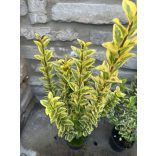 Goldliguster ‘Aureum’ – Ligustrum ovalifolium ‘Aureum’