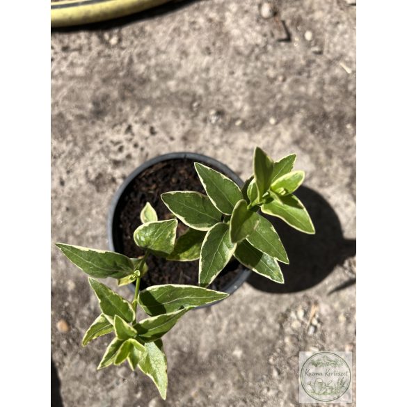 Vinca major 'Variegata' - Große Buntnessel