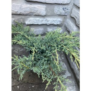 Juniperus media "Old Gold" - Goldwacholder