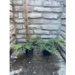 Juniperus media "Old Gold" - Goldwacholder