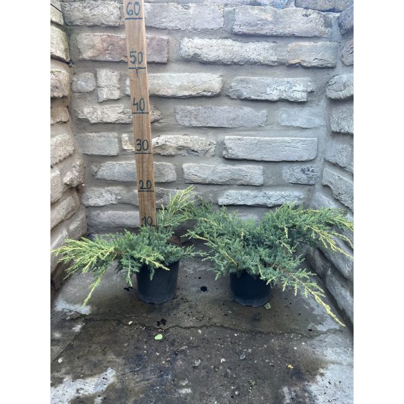 Juniperus media "Old Gold" - Goldwacholder
