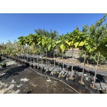 Catalpa bignonioides 'Nana' - Kugel-Catalpa