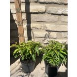 Cornus stolonifera 'Kelsey'