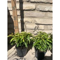 Cornus stolonifera 'Kelsey'