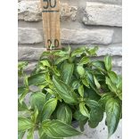 Cornus stolonifera 'Kelsey'