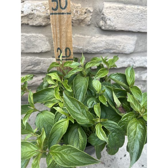 Cornus stolonifera 'Kelsey'