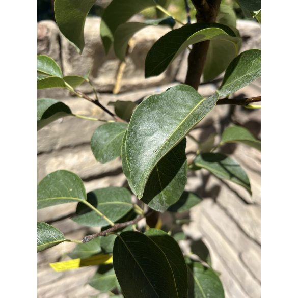 Winterbirne – Bosc’s Flaschenbirne – Kaiser Alexander – Pyrus – im Container