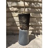 Winterbirne – Bosc’s Flaschenbirne – Kaiser Alexander – Pyrus – im Container