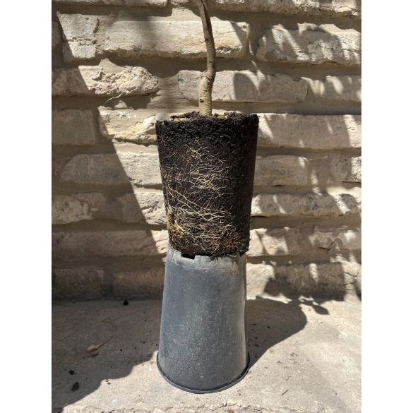 Winterbirne – Bosc’s Flaschenbirne – Kaiser Alexander – Pyrus – im Container