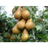 Winterbirne – Bosc’s Flaschenbirne – Kaiser Alexander – Pyrus – im Container