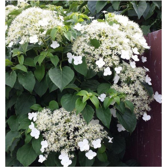 Hydrangea petiolaris - Kletterhortensie