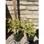 Stamm Cornus alba „Gouchaltii” Hartriegel