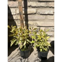 Stamm Cornus alba „Gouchaltii” Hartriegel