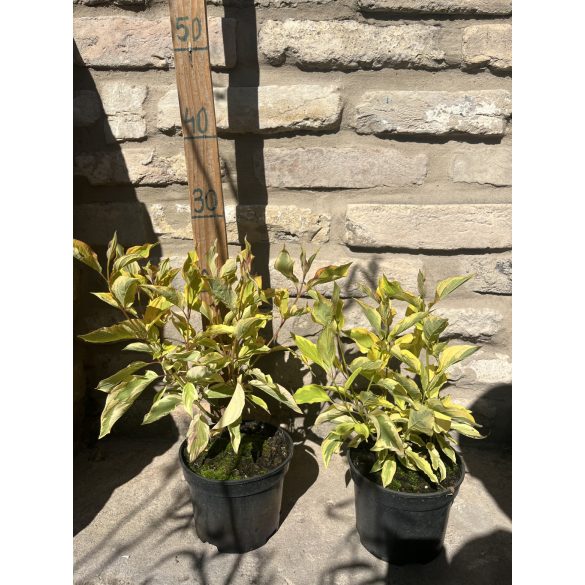 Stamm Cornus alba „Gouchaltii” Hartriegel