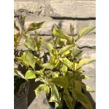 Stamm Cornus alba „Gouchaltii” Hartriegel