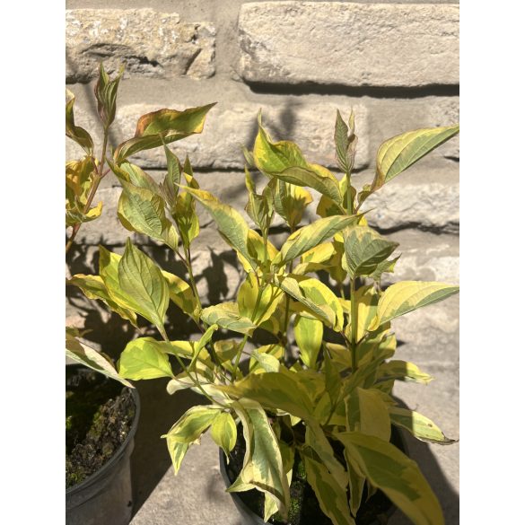 Stamm Cornus alba „Gouchaltii” Hartriegel