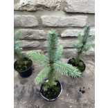 Blaufichte - Stechfichte - Picea pungens