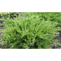   Juniperus x pfitzeriana 'Mint Julep' - Pfitzer-Wacholders 