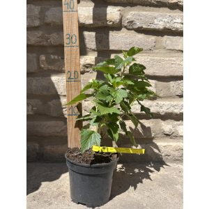 Schwarze Johannisbeere – "Dyana" - Ribes nigrum