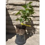 Schwarze Johannisbeere – "Dyana" - Ribes nigrum