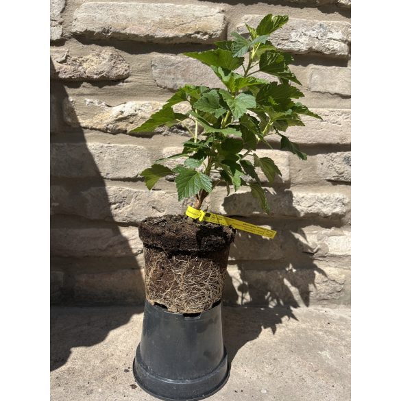 Schwarze Johannisbeere – "Dyana" - Ribes nigrum