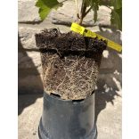 Schwarze Johannisbeere – "Dyana" - Ribes nigrum