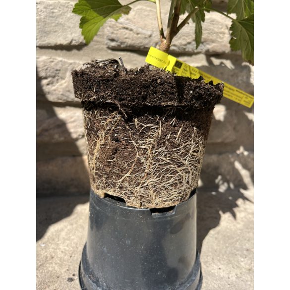 Schwarze Johannisbeere – "Dyana" - Ribes nigrum