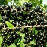 Schwarze Johannisbeere – "Dyana" - Ribes nigrum