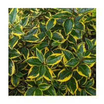 Elaeagnus x ebbingei ‘Vivileg’