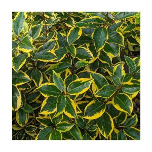 Elaeagnus x ebbingei ‘Vivileg’