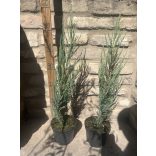 Juniperus scopulorum 'Blue Arrow' - Bergwacholder