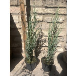 Juniperus scopulorum 'Blue Arrow' - Bergwacholder