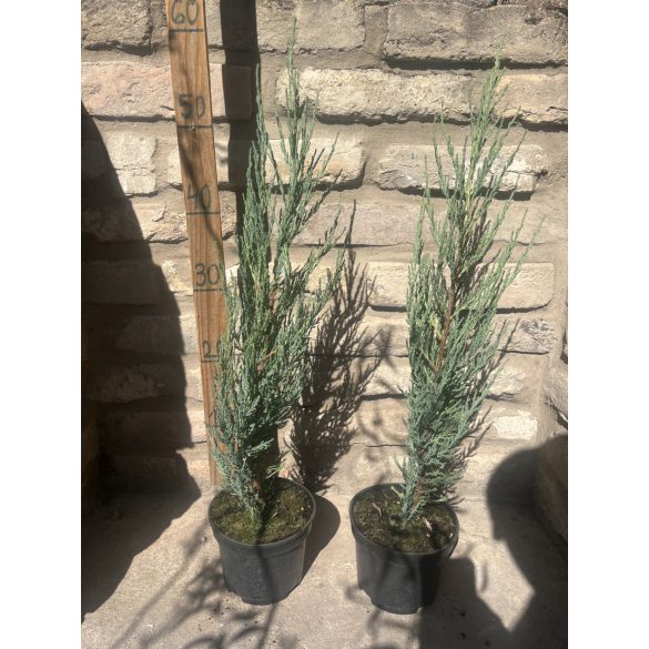 Juniperus scopulorum 'Blue Arrow' - Bergwacholder
