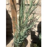 Juniperus scopulorum 'Blue Arrow' - Bergwacholder