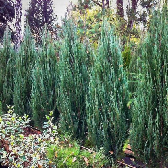 Juniperus scopulorum 'Blue Arrow' - Bergwacholder