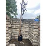 Prunus cerasifera - Rotwein-Pflaume