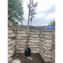 Prunus cerasifera - Rotwein-Pflaume