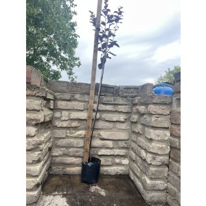 Prunus cerasifera - Rotwein-Pflaume