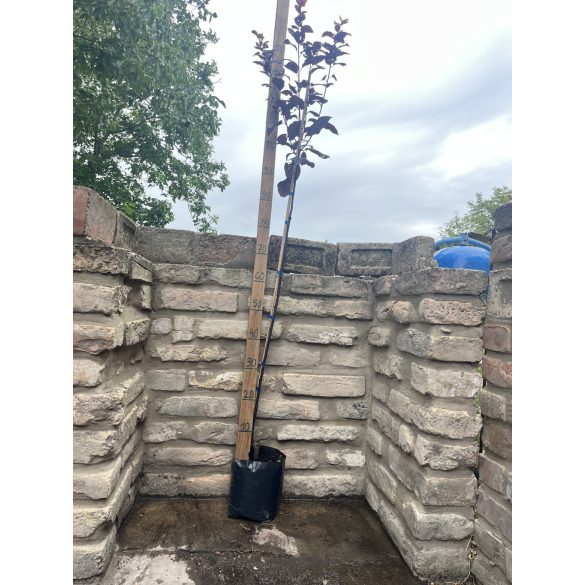 Prunus cerasifera - Rotwein-Pflaume