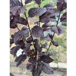 Prunus cerasifera - Rotwein-Pflaume