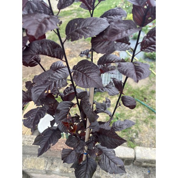 Prunus cerasifera - Rotwein-Pflaume