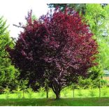 Prunus cerasifera - Rotwein-Pflaume