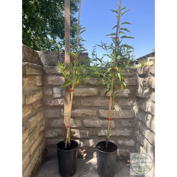 Mandel 'Tétényi bőtermő' – Prunus dulcis – im Container