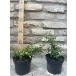 Zwergmispel Eichholz – Cotoneaster dammeri Eichholz