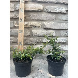 Zwergmispel Eichholz – Cotoneaster dammeri Eichholz