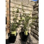 Acer palmatum 'Going Green' - Japanischen Ahorn