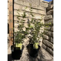 Acer palmatum 'Going Green' - Japanischen Ahorn