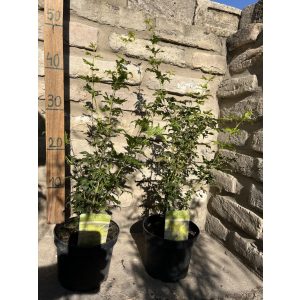 Acer palmatum 'Going Green' - Japanischen Ahorn