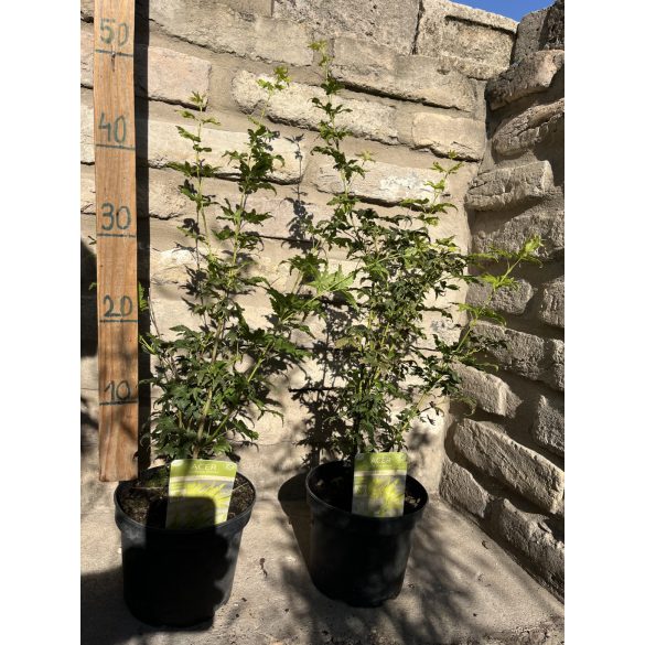 Acer palmatum 'Going Green' - Japanischen Ahorn