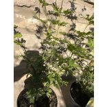 Acer palmatum 'Going Green' - Japanischen Ahorn